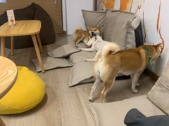 -柴迷FANS CLUB·柴犬狗咖·猫咖