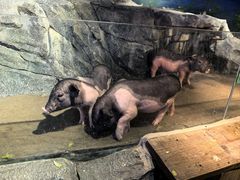 -正佳雨林生态植物园