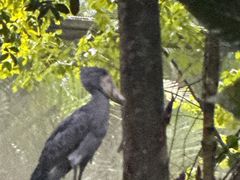 -新加坡飞禽公园