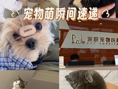 -派联宠物医院·24h·CT·异宠