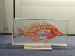 -大连自然博物馆