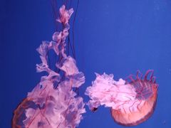 -芜湖新华联大白鲸海洋公园