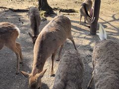 -奈良公园