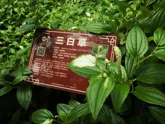 -广西壮族自治区药用植物园
