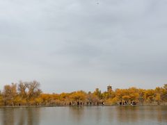 -金塔沙漠胡杨林景区