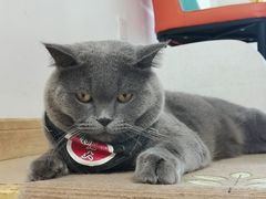 -猫在这儿猫咪咖啡馆·撸猫馆