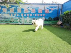 -宠物寄养训练学校