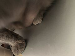 -北京赛佳动物医院