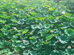 -大塘金香草谷