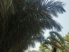 -西双版纳原始森林公园
