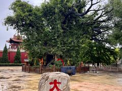 -大槐树寻根祭祖园