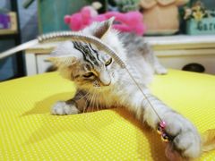 -十年猫舍·猫咪专门店(普陀店)