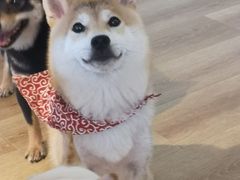 -柴犬小屋·柴餐厅·狗咖食堂(金鼎广场店)