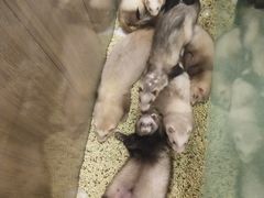 -藦茜花园宠物主题亲子互动体验馆(国顺东路店)