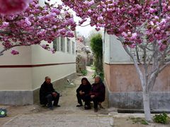 -莱阳濯村樱花园