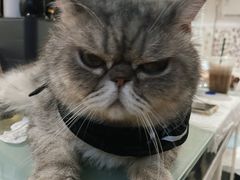 -楼上猫咖(罗湖店)