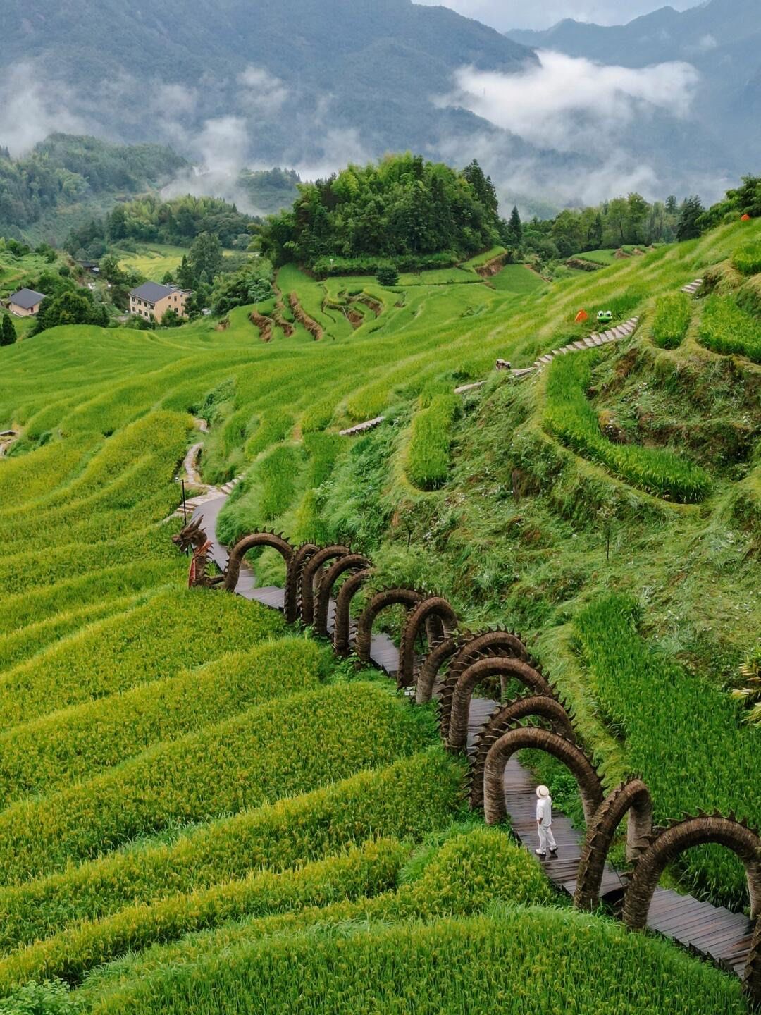 不是贵州浙江也有美到失语的梯田云海‼️