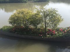 -大湾区中央湿地公园