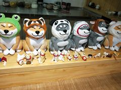 -柴务处·柴犬主题狗咖