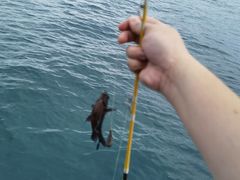 -小猫钓鱼海钓俱乐部(椰梦长廊店)