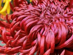 -杭州植物园