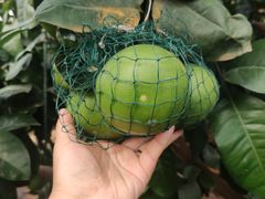 -北戴河集发农业梦想王国