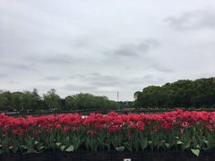 -上海鲜花港