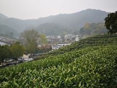 -龙井村
