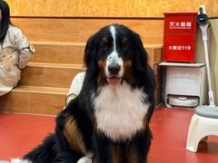 -和它·交个朋友·狗咖猫咖(爱琴海店)