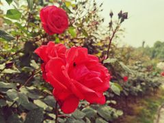 -都江堰玫瑰花溪谷