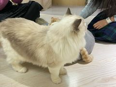 -猫和宫(六道口店)