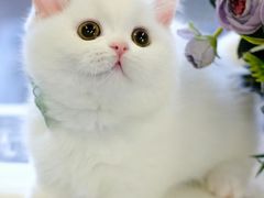 -翊宠yipet猫狗购宠庄园犬舍•猫舍