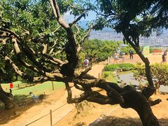 -岚山猴子公园