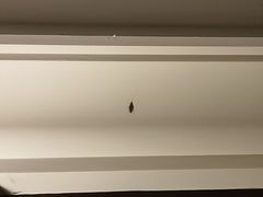 -三亚亚龙湾雅高铂尔曼别墅度假酒店