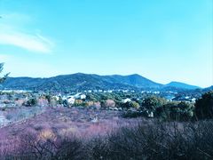 -香雪海