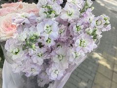 -花鸟鱼虫鲜花绿植市场(玉泉路店)