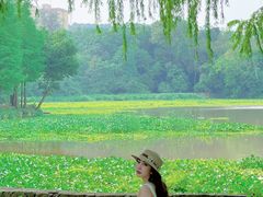 -南宁良凤江国家森林公园