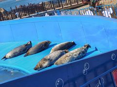 -大连老虎滩海洋公园