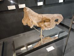 -北京周口店北京人遗址博物馆
