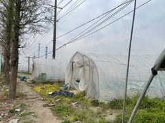 -喜杨洋草莓采摘园