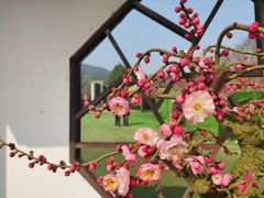 -香雪海