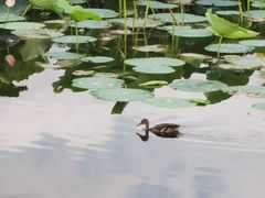 -长春市南湖公园