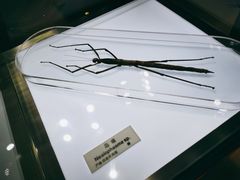-上海昆虫博物馆