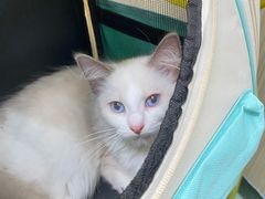 -瑞派宠物医院(搏威敦和院)