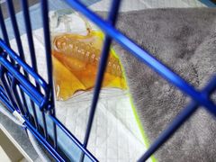 -喜多萌中农锦绣动物医院24H·猫科·牙科MRI·CT