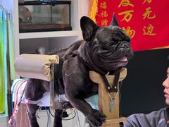 -西安京西宠物医院·瘫痪·疑难杂症