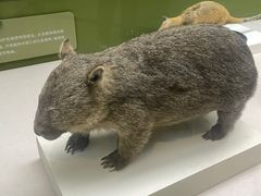 -国家自然博物馆