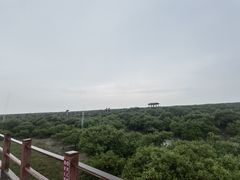 -北海金海湾红树林生态旅游区