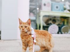 -70cat德文卷毛猫·缅因猫纯种猫舍
