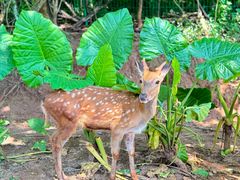 -海南热带野生动植物园